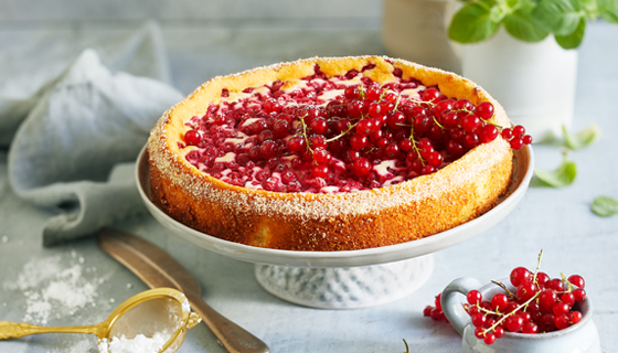 Ricotta-Käsekuchen mit Johannisbeeren