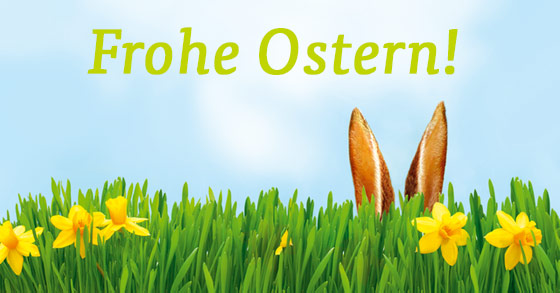 Hasenohren in einer grünen Wiese